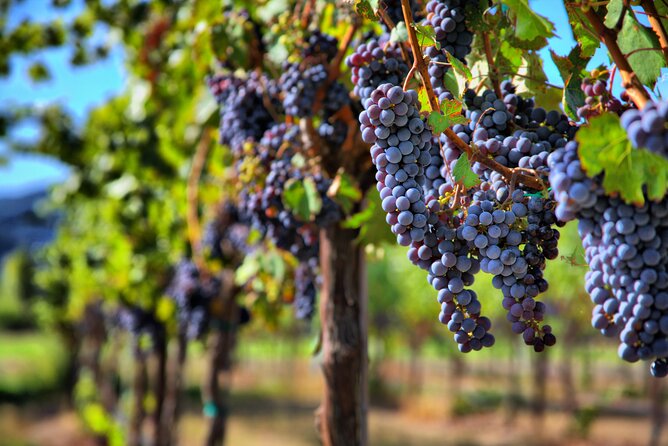 Napa or Sonoma Private Wine Tour from San Francisco - Price and Value: How $800 Per Group Really Plays Out