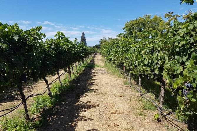 Private Full-Day Napa Wine Tour in a Luxury Vehicle - Your Driver and Concierge Plan the Day, From Max to Vugar