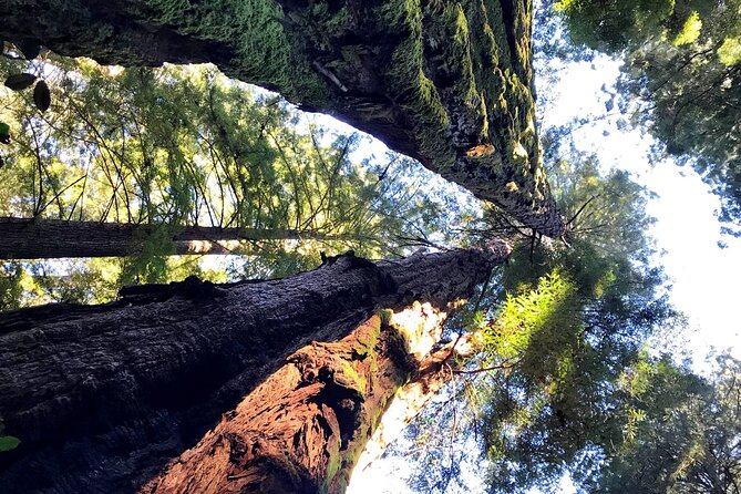 Private Full-Day San Francisco City Tour with Muir Woods (Max 6) - Golden Gate Park: 1,017 acres in 15 minutes