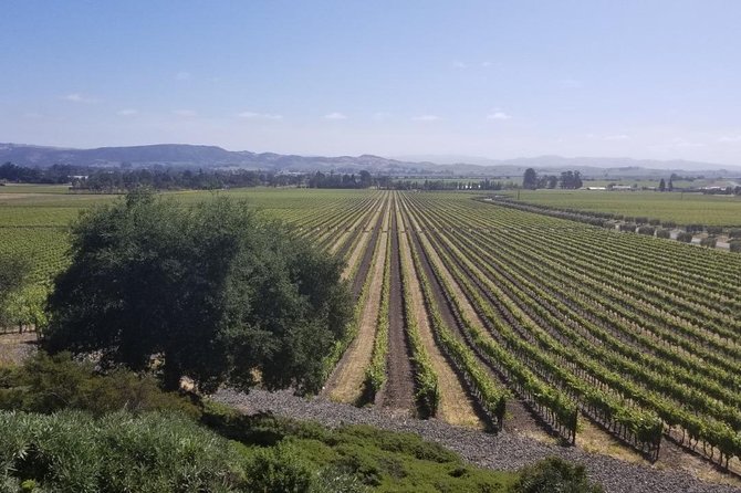 Private Group Wine Tour of Napa and Sonoma - Timing From 9:00 a.m. to a Wide 6–12 Hour Window