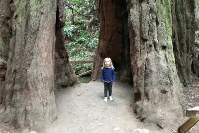 Private Muir Woods and Sausalito Half Day Tour - Price and value: $699 per group (up to 13)