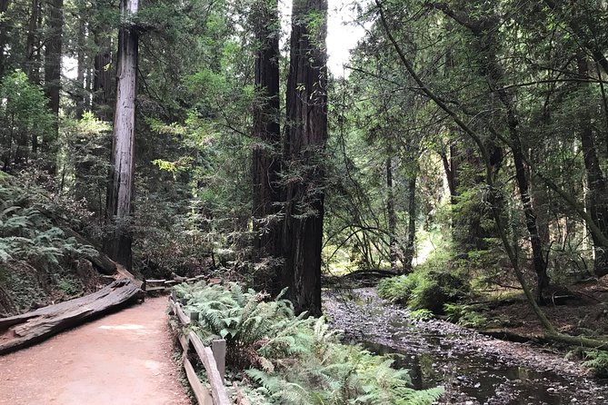 Private Muir Woods and Sausalito Half Day Tour - The guide component: expert local input without over-controlling you