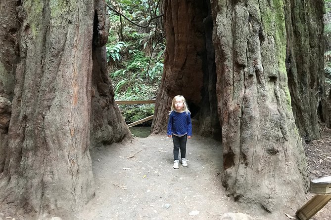 Private Muir Woods and Sausalito Half Day Tour - Price and value: $699 per group (up to 13)