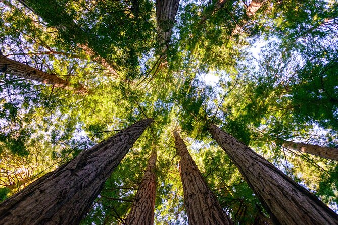 Private San Francisco City Tour and Muir Woods with Sausalito - Twin Peaks and the 1000-foot viewpoint effect