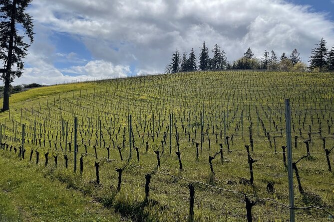 Private Sommelier-led Sonoma or Napa Wine Country Tour in VW Van - Why this private Sonoma/Napa day works so well