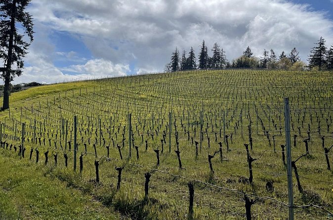 Private Sommelier-led Sonoma or Napa Wine Country Tour in VW Van - Weather and timing: the one thing you can’t control