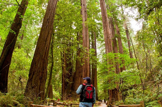 Redwoods of Marin and Mt. Tamalpais Walking Tour with Local Guide - Quick hits before you go