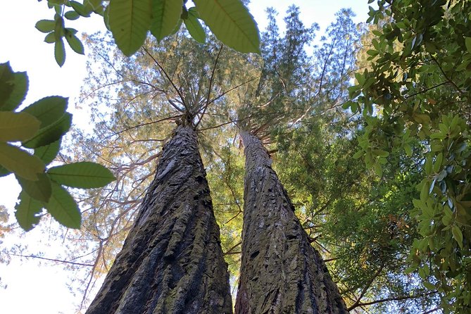 Redwoods of Marin and Mt. Tamalpais Walking Tour with Local Guide - The Mt. Tamalpais connection: more than trees, plus a waterfall moment