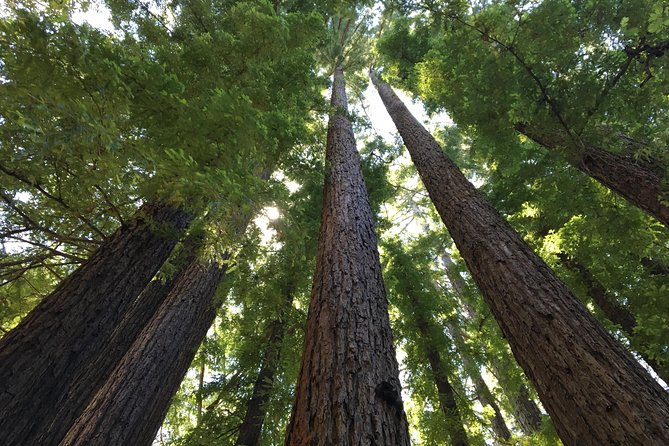 Redwoods of Marin and Mt. Tamalpais Walking Tour with Local Guide - What your guide actually does (and why it changes the walk)