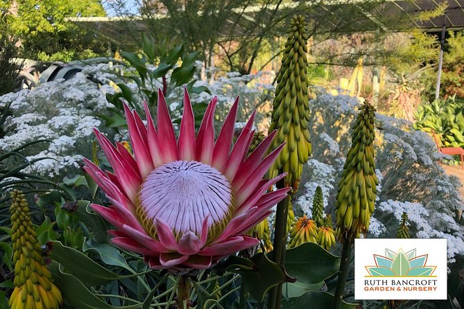 Ruth Bancroft Garden General Admission Ticket - Key things to know before you go