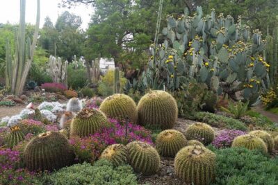 Ruth Bancroft Garden General Admission Ticket - Walking the paths: how to pace yourself on gravel