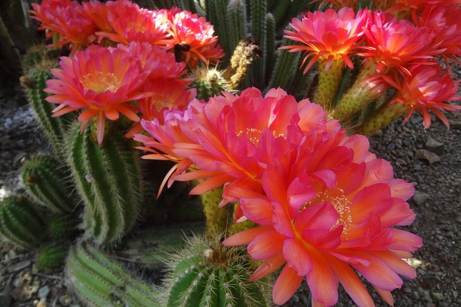 Ruth Bancroft Garden General Admission Ticket - Timing it right: when to go and how long you’ll need