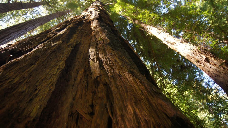 San Francisco: Alcatraz Island & Guided Muir Woods Tour - Cell House Audio Tour in 11 Languages: How to Use It Well