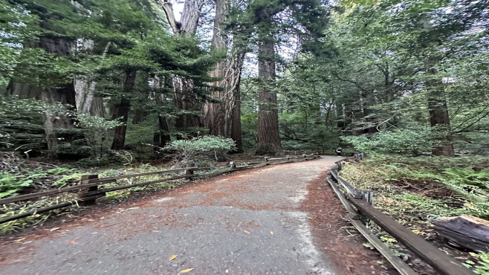 San Francisco: Alcatraz, Muir Woods and Sausalito Day Tour - Muir Woods: standing next to giant coastal redwoods