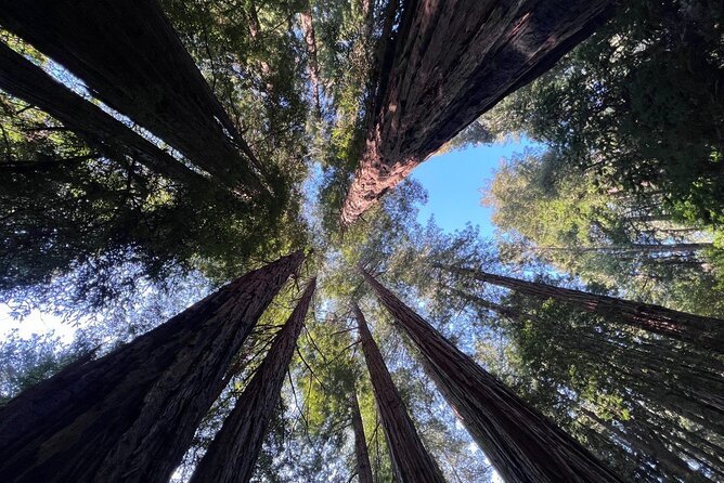 San Francisco Bay Cruise, Muir Woods and Sausalito Combo Tour - Key highlights you will care about