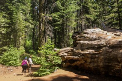 San Francisco: Day Trip to Yosemite with Giant Sequoias Hike - Pickup spots and why “small group” matters at Yosemite