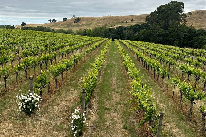 San Francisco: Full Day Coastal Redwoods & Wine Country Tour - The small-group feel: guides can make the day