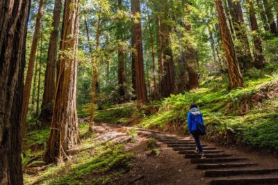 San Francisco Golden Gate Sausalito Muir Woods Private Tour - Fisherman’s Wharf to Coit Tower to Lombard Street: getting your bearings fast