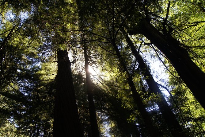 San Francisco: Guided Muir Woods Tour & Hop-on Hop-off Bus Tour - Chinatown by the Numbers: The Digital Walking Tour Option