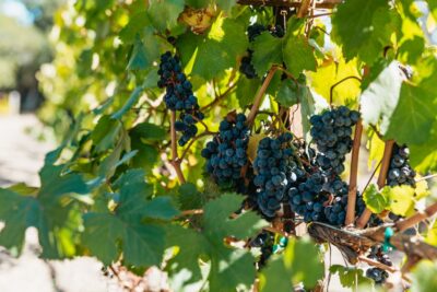 San Francisco: Half-Day Wine Country Excursion with Tastings - From Fisherman’s Wharf to Golden Gate Views: The Part You’ll Remember