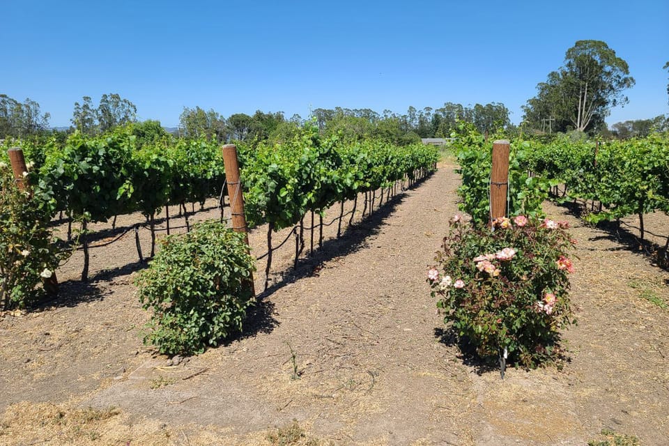 San Francisco: Half-Day Wine Tour with 2 Tastings Included - Two Tastings at Two Wineries: How the Format Works