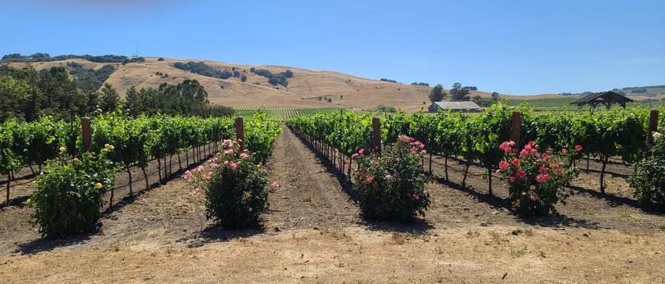 San Francisco: Half-Day Wine Tour with 2 Tastings Included - The Winery Visit Rhythm: What to Watch For During Each Stop