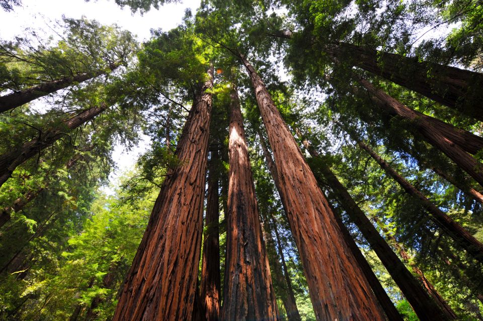 San Francisco: Hop-On Hop-Off + Muir Woods Tour - Sausalito: a seaside town you can actually enjoy