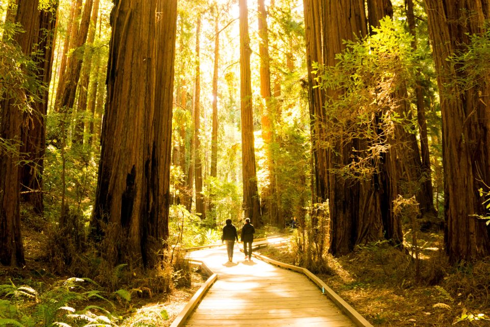 San Francisco: Hop-On Hop-Off + Muir Woods Tour - Practical details that affect your day