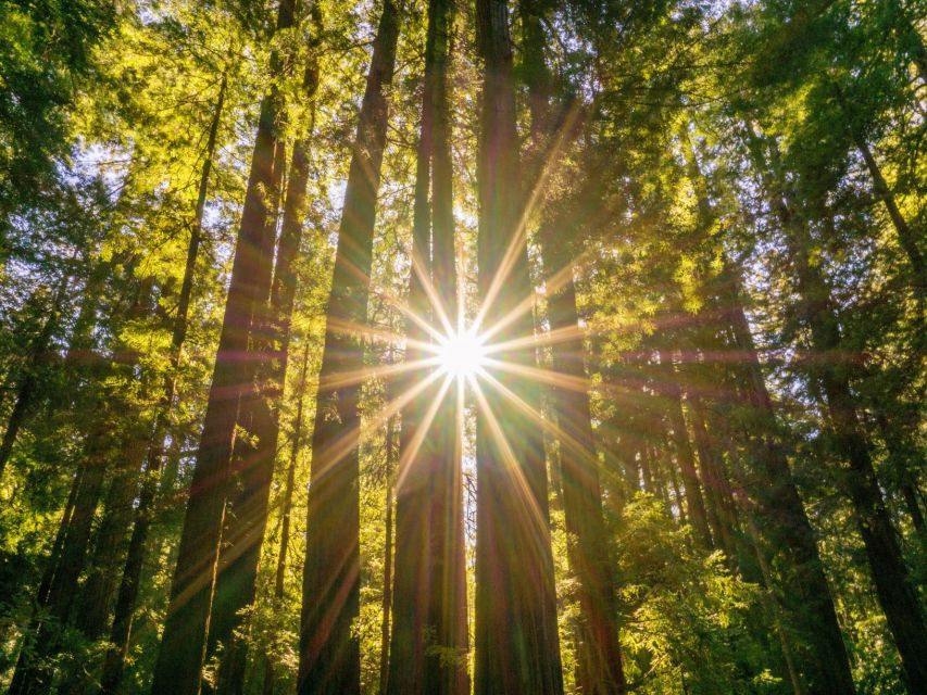 San Francisco: Hop-On Hop-Off + Muir Woods Tour - Should you book San Francisco: Hop-On Hop-Off + Muir Woods Tour?