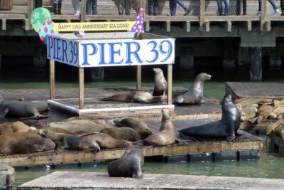 San Francisco: Hop-On Hop-Off Tour with Optional Night Tour - Choosing 1 day or 2 days: matching the pace to your style
