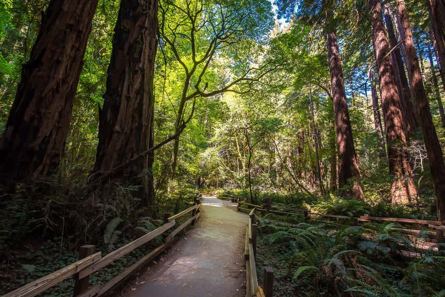San Francisco: Muir Woods & Sausalito Tour w/Alcatraz Option - Practical tips that make the whole day easier
