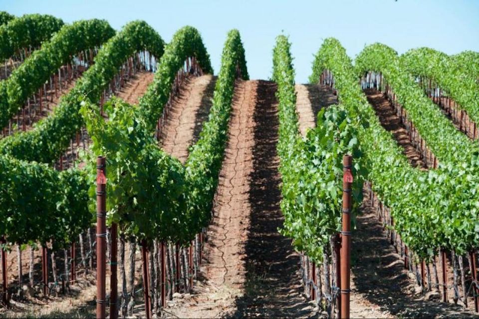 San Francisco: Napa Valley Half-Day Wine Tour with Tastings - From Big Bus pickup to the first Golden Gate photo stop