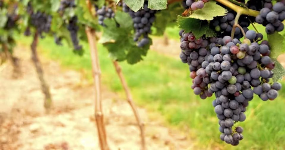 San Francisco: Napa Valley Half-Day Wine Tour with Tastings - Who this tour suits best (and who should pick something else)