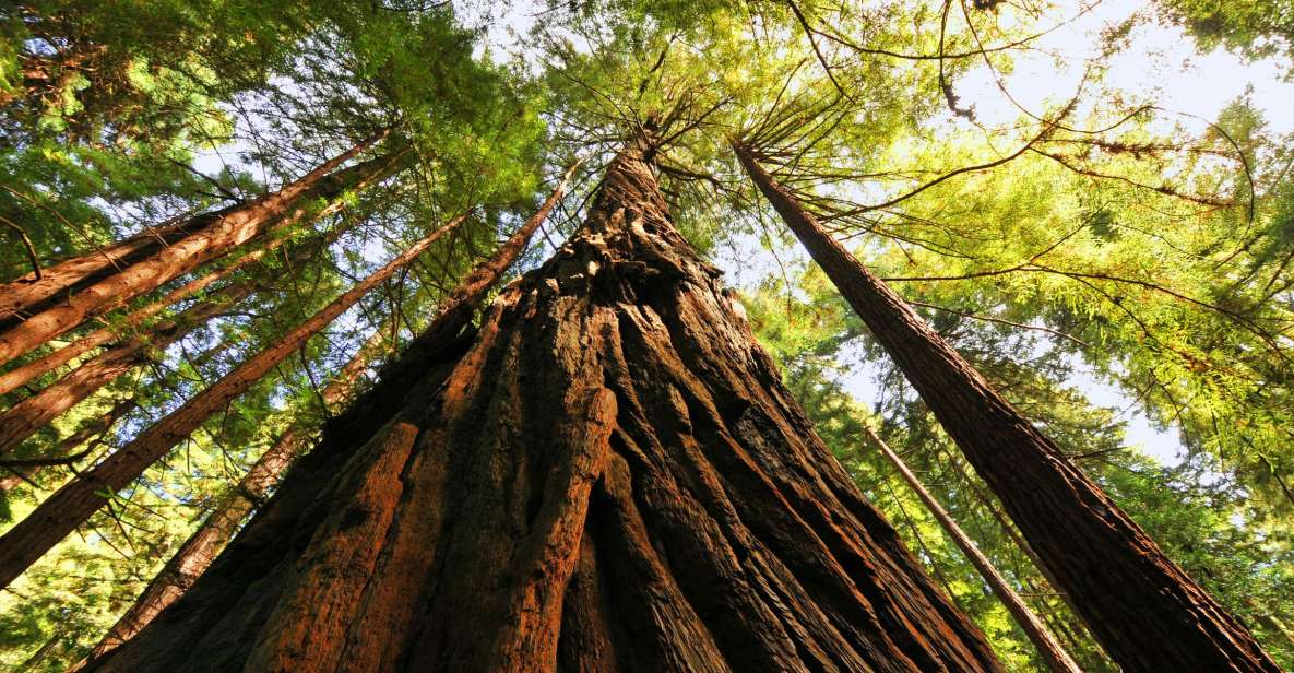 San Francisco: Private Muir Woods and Sausalito Tour - Muir Woods in 90 Minutes: What You Can Actually Do