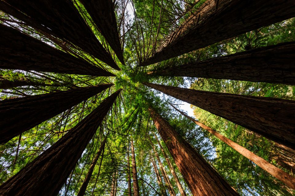 San Francisco: Private Muir Woods and Sausalito Tour - Sausalito: One Hour of Bay Views and Easy Wandering