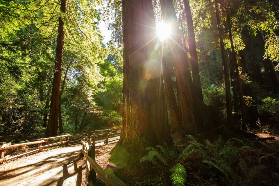 San Francisco: Private Muir Woods and Sausalito Tour - Planning a Meal With Skyline Views (Without the Sticker Shock)