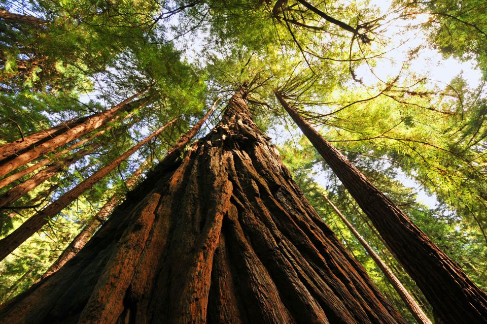 San Francisco: Private Muir Woods and Sausalito Tour - Why the Price Can Make Sense for a Private Group
