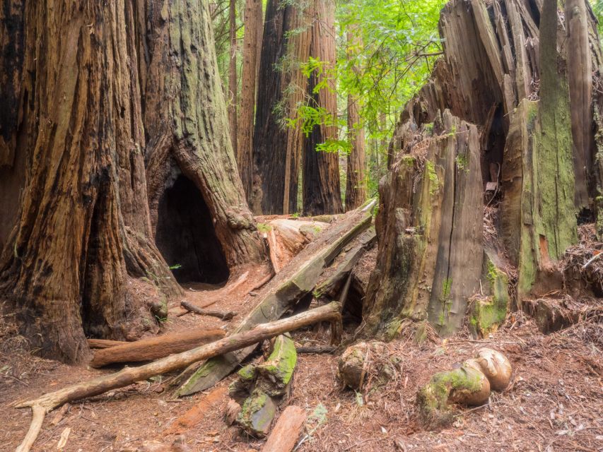 San Francisco: Private Muir Woods and Sausalito Tour - What Makes the Guide Matter More Than You Think