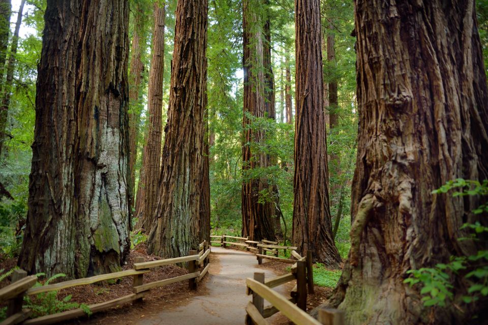 San Francisco: Private Muir Woods and Sausalito Tour - Who This Tour Fits Best