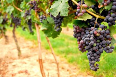 San Francisco Shore Excursion: Napa & Sonoma Full-Day Wine Tour - Crossing the Golden Gate: where the timing shines (and why it matters)