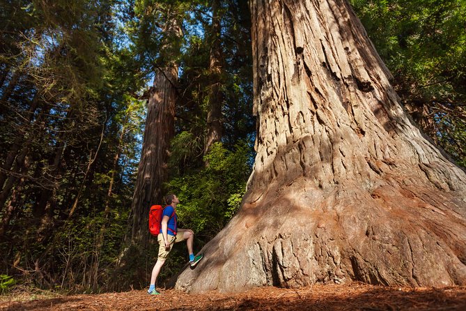 San Francisco to Yosemite One-Way Transfer - Horsetail Fall timing: a seasonal moment you can’t force