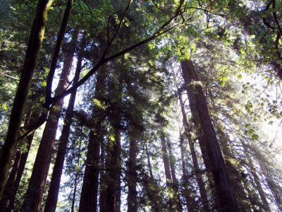 SF: Guided Muir Woods Tour & Hop-On Hop-Off Tour (Save 15%) - Muir Woods: what the guided start and 90-minute walk really feel like