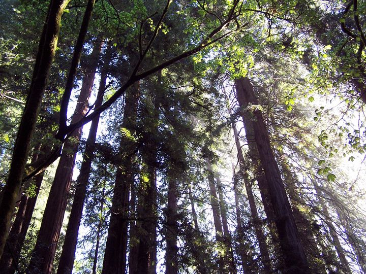 SF: Guided Muir Woods Tour & Hop-On Hop-Off Tour (Save 15%) - Muir Woods: what the guided start and 90-minute walk really feel like