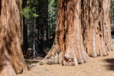 SF: Muir Woods, Sausalito, Golden Gate Bridge Private Tour - San Francisco Pickup to Muir Woods: Leave the City Noise Behind