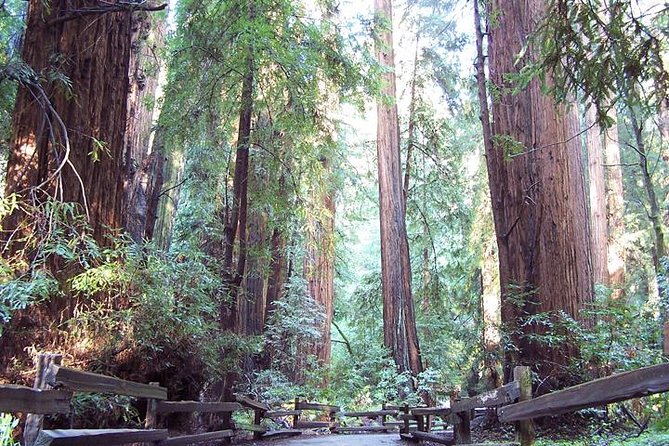 Shore Excursion from SF: Guided Tour to Muir Woods and Sausalito - Golden Gate Drive: the views you get before the walk