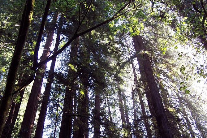 Shore Excursion from SF: Guided Tour to Muir Woods and Sausalito - Sausalito Boardwalk: 45 minutes of seaside wandering