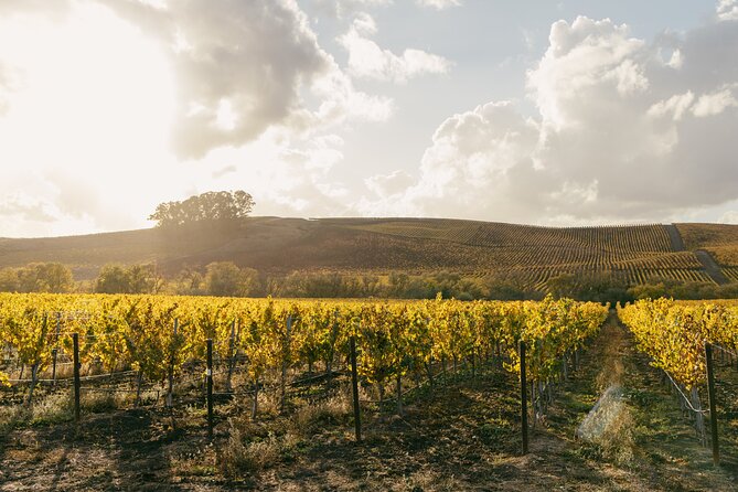 Small Group: Ultimate Napa & Sonoma Wine Tour from San Francisco - Sonoma winery second tasting: different vibe, same wine magic