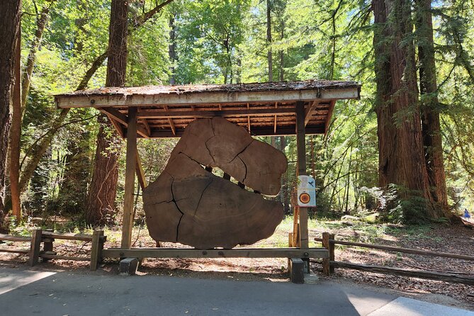 Train Ride Adventure through Mother Natures Giant Redwoods Park - Who this trip suits best (and who might not love it)
