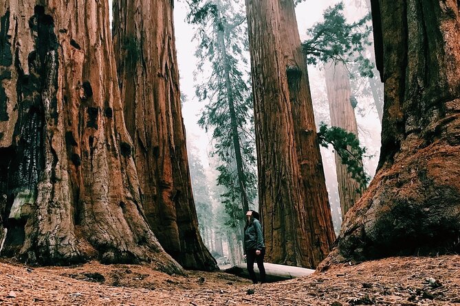 Yosemite 3-Day Lodging Adventure from San Francisco - Price and What It Really Buys You From San Francisco