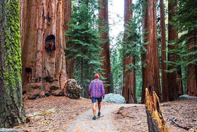 Yosemite and Tahoe from San Francisco: 4 Day Sierra Nevada Tour - Day 2: Giant Sequoias at Tuolumne Grove, Tioga Pass Views, and Mammoth Lakes